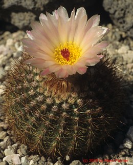 Notocactus cv. scopa x herteri V